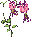 clochettesroses.gif (9448 octets)