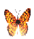 papillonjaune.gif (5620 octets)